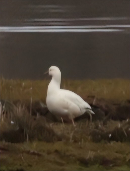 Ross's Goose - ML618202725