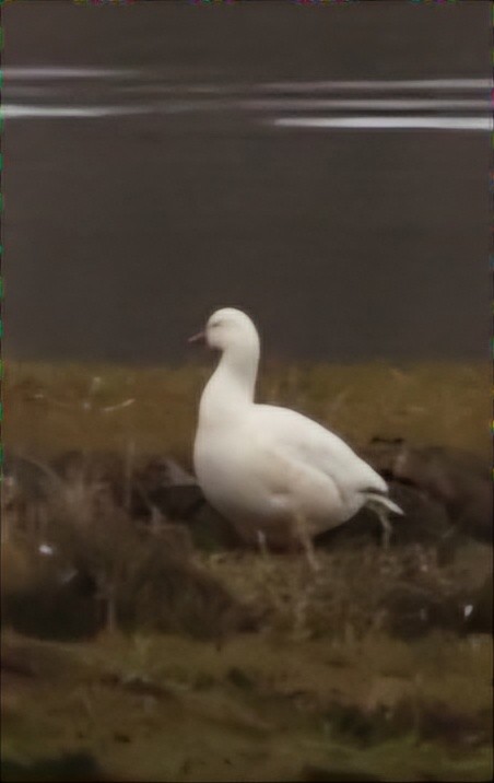 Ross's Goose - ML618202726