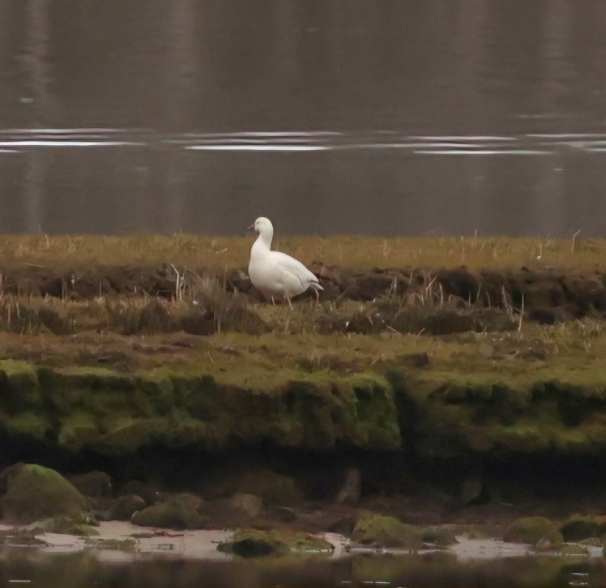 Ross's Goose - ML618202727