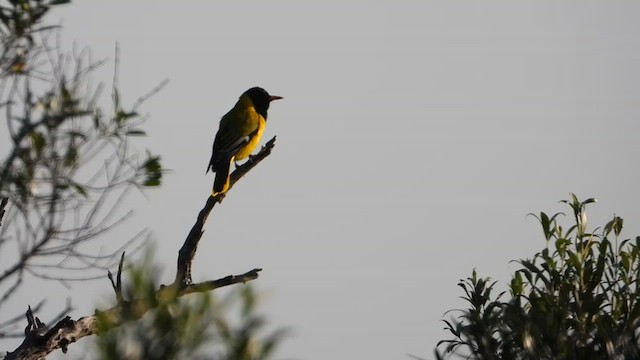 African Black-headed Oriole - ML618202730