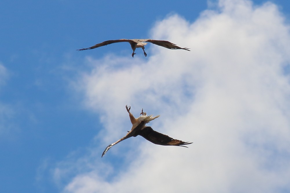 White-bellied Sea-Eagle - Paul Lynch