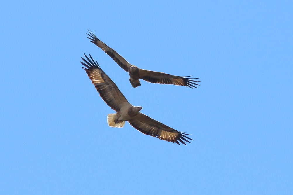 White-bellied Sea-Eagle - Paul Lynch