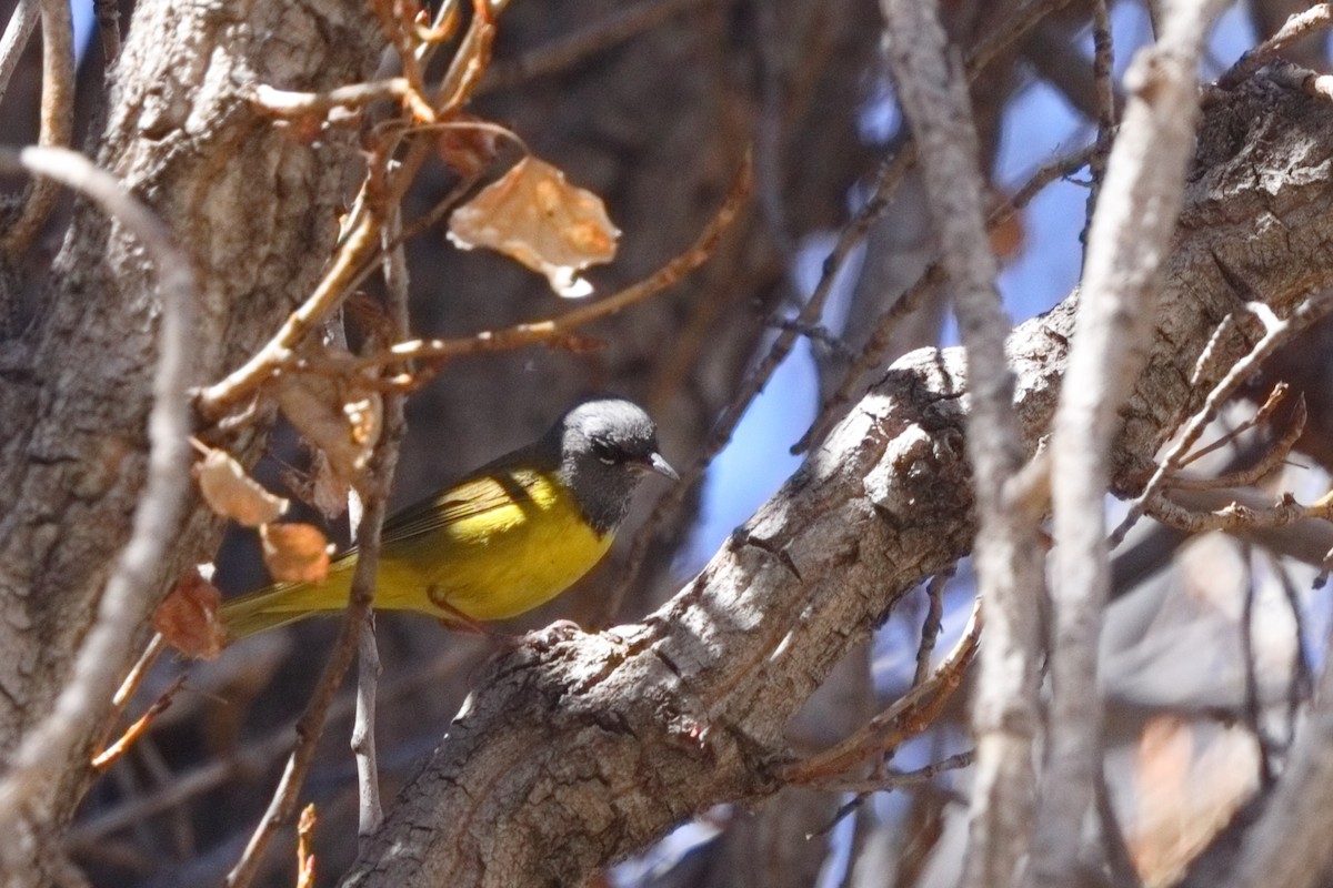 MacGillivray's Warbler - Shawn Miller