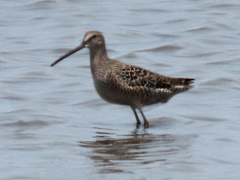 Long-billed Dowitcher - ML618202749