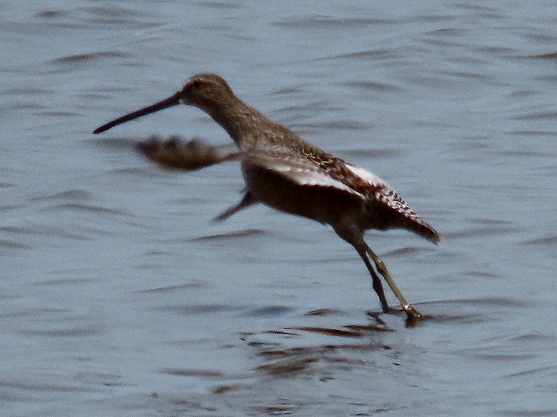 Long-billed Dowitcher - ML618202751