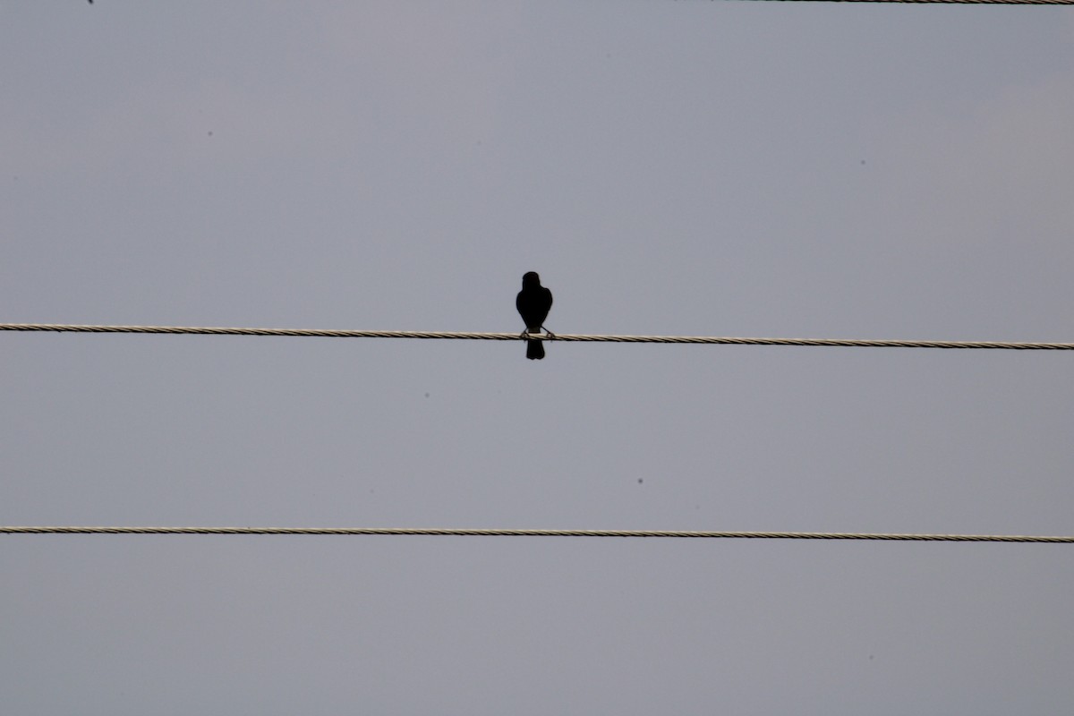 Black Drongo - Kaustubh Deshpande