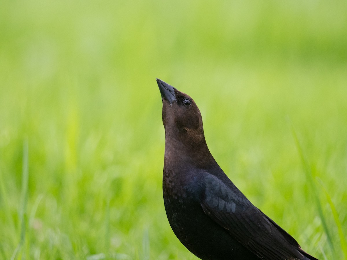 Brown-headed Cowbird - ML618202787