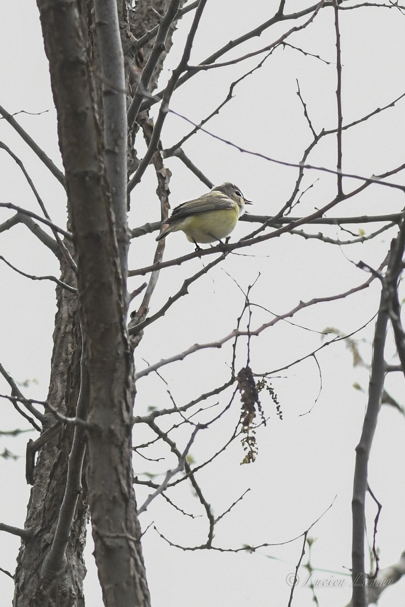 Warbling Vireo - ML618202789