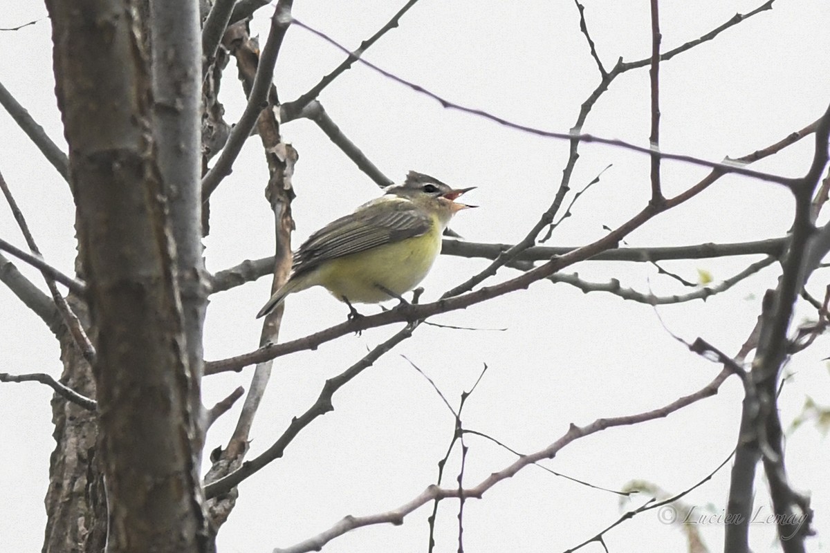 Warbling Vireo - Lucien Lemay