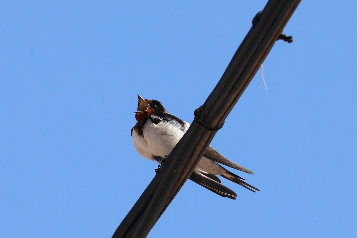 Barn Swallow - ML618202816