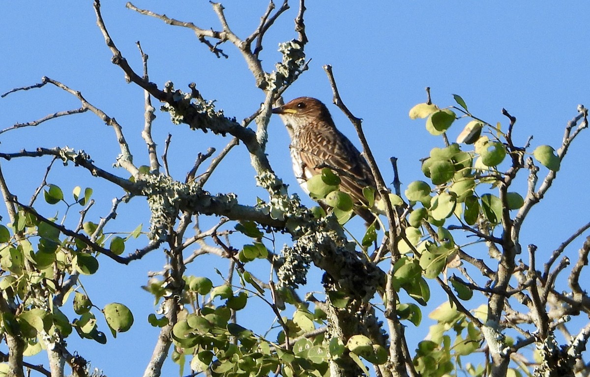 Violet-backed Starling - Gary Brent