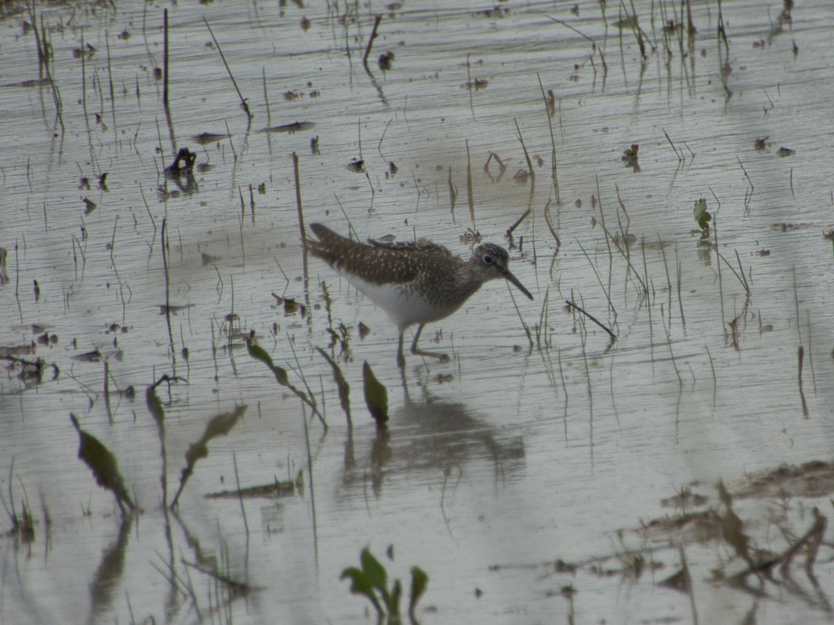 Solitary Sandpiper - Andy Ingebritson