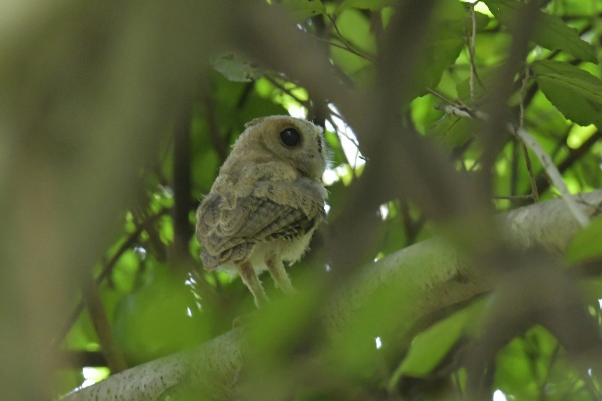 Collared Scops-Owl - Supaporn Teamwong