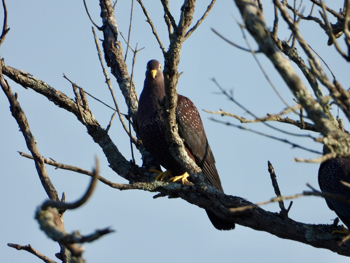 Rameron Pigeon - ML618202869