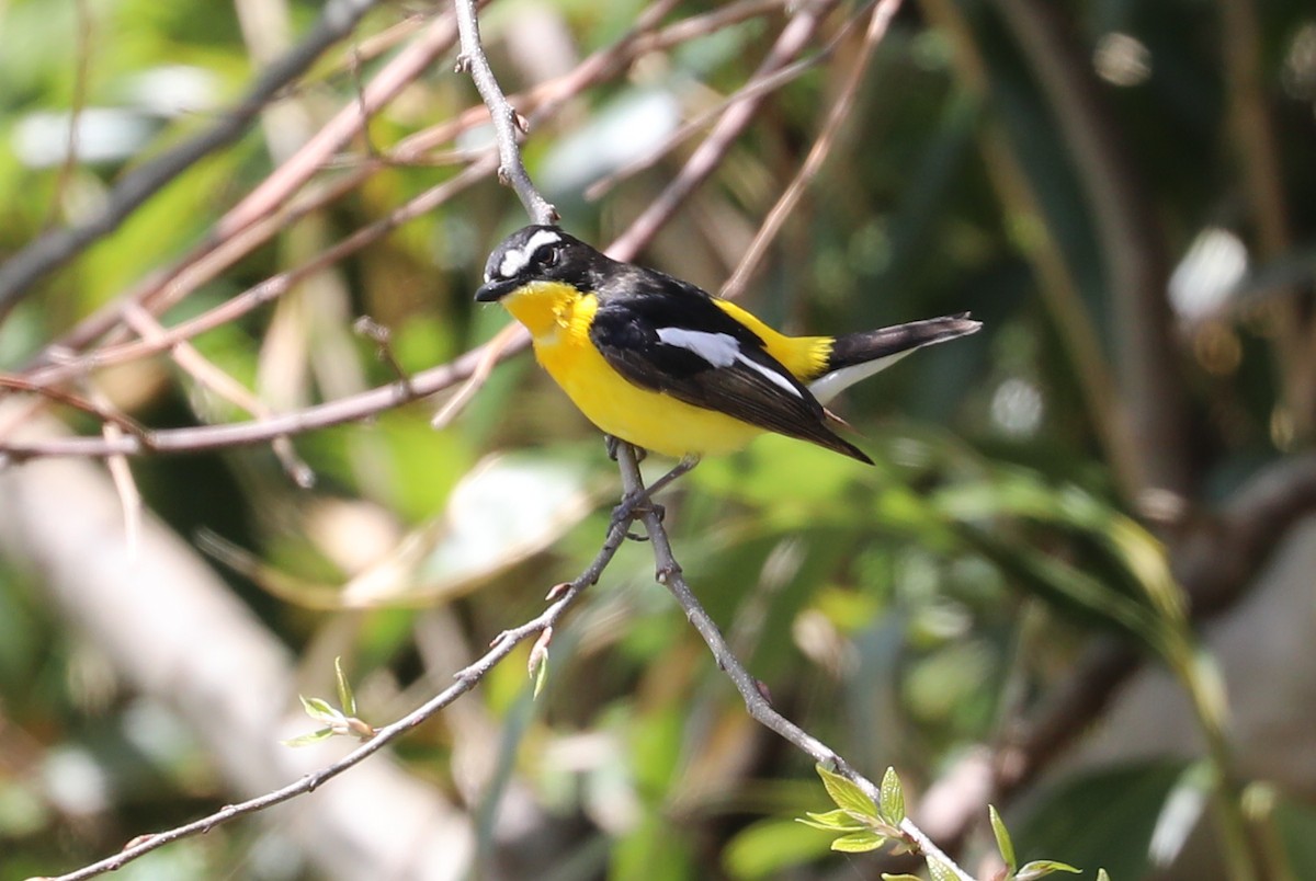 Yellow-rumped Flycatcher - ML618202871