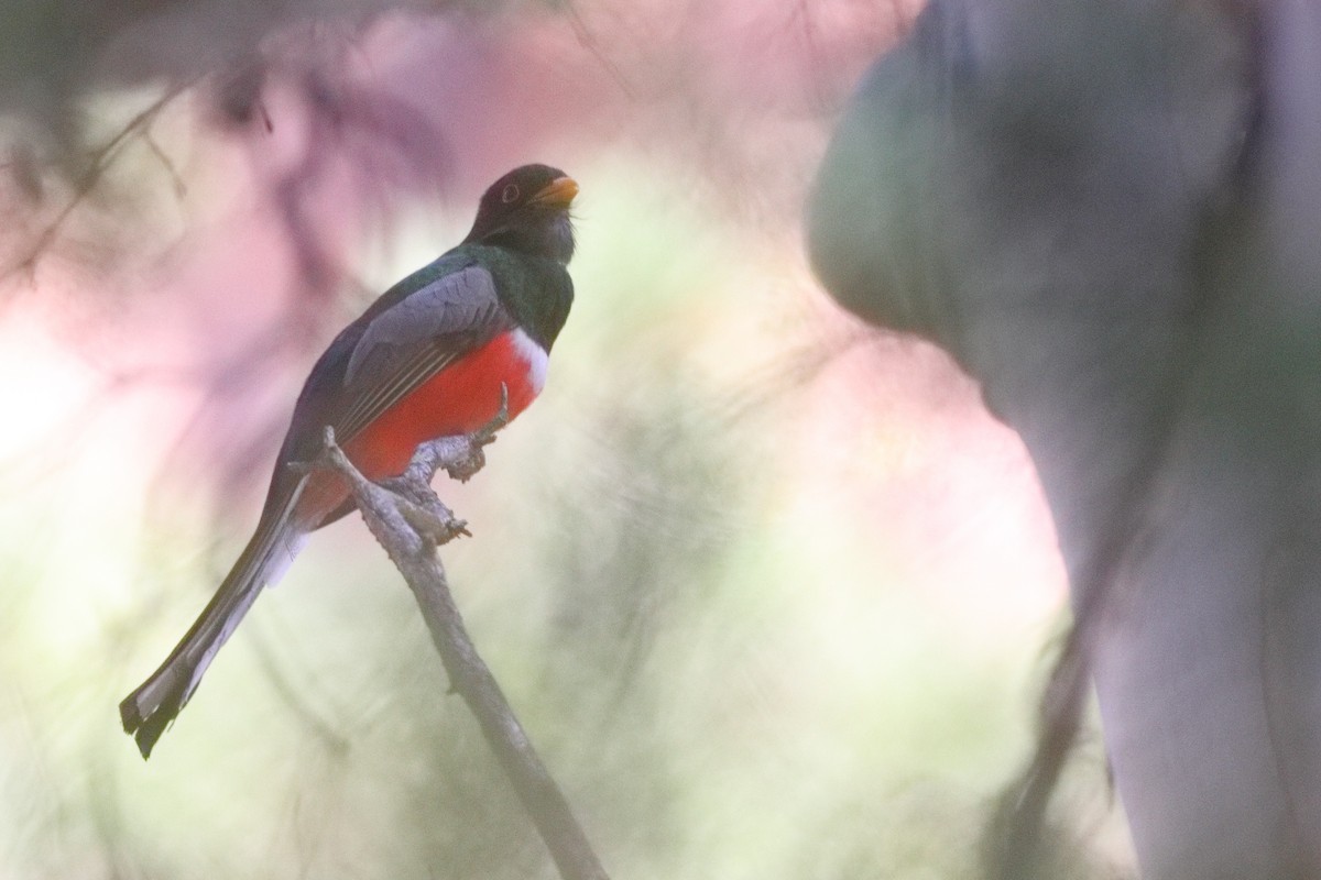 Elegant Trogon - Shawn Miller