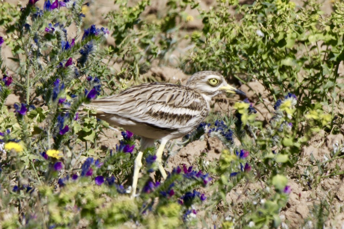 Eurasian Thick-knee - Jose Juan León Armero