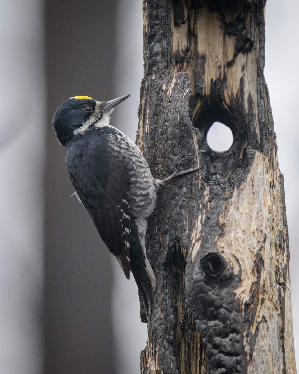 Black-backed Woodpecker - Jason Dain