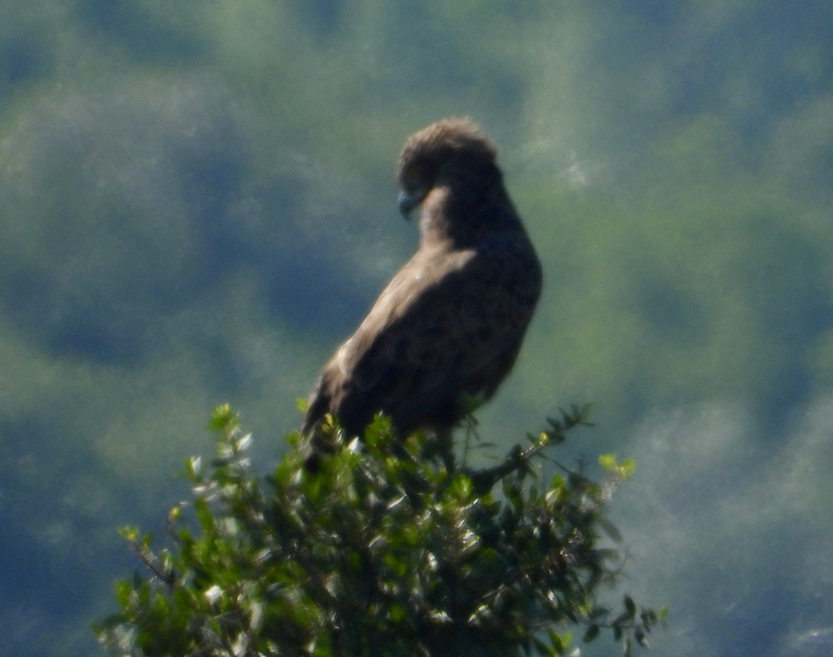 Brown Snake-Eagle - Gary Brent