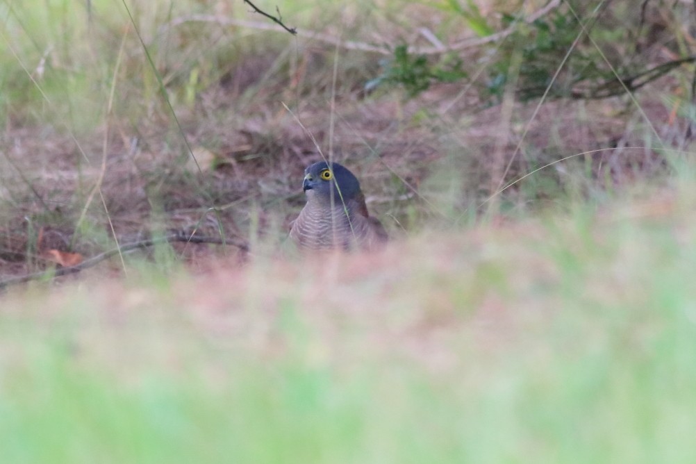 Collared Sparrowhawk - Paul Lynch