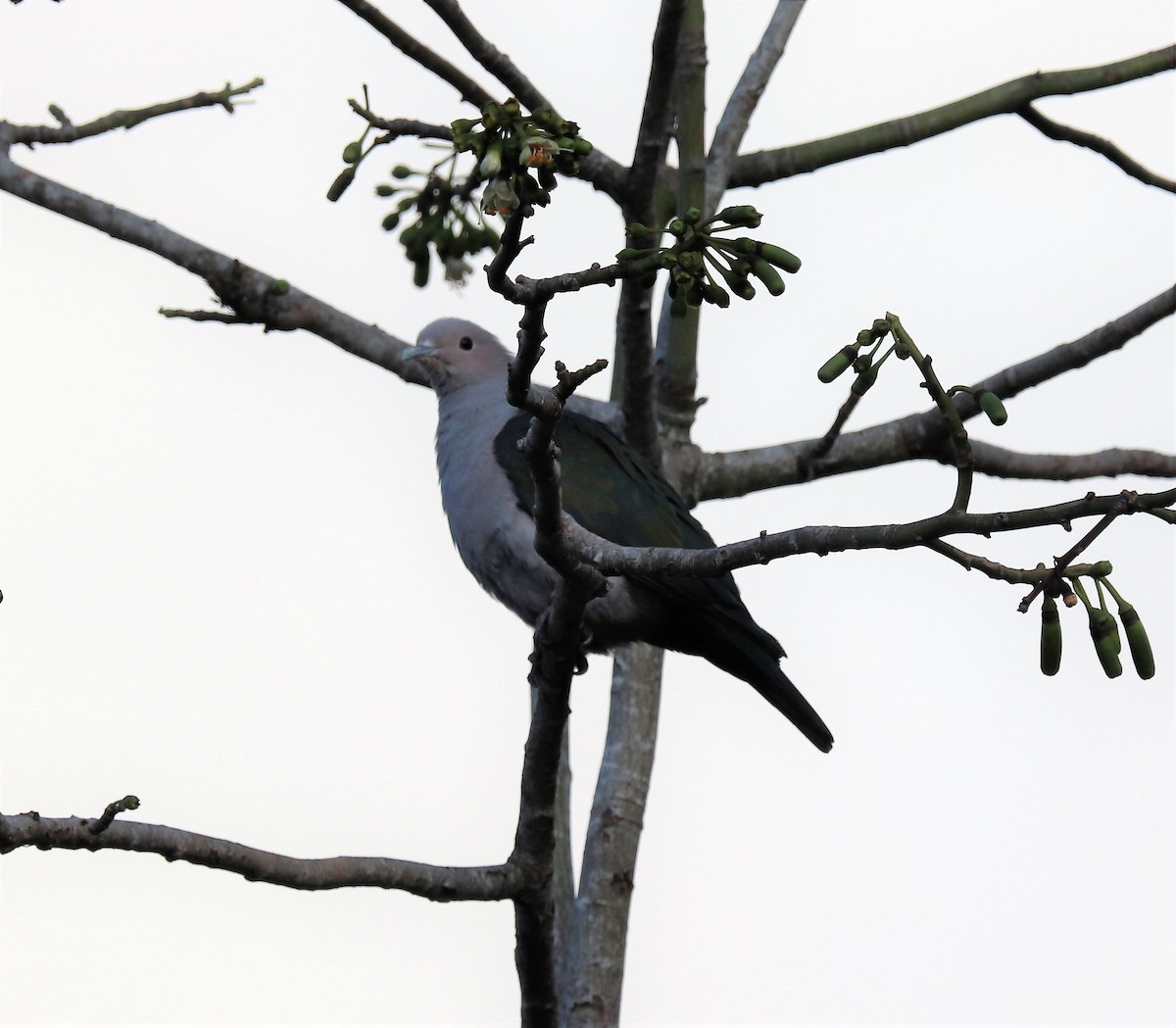 Green Imperial-Pigeon - ML618202936