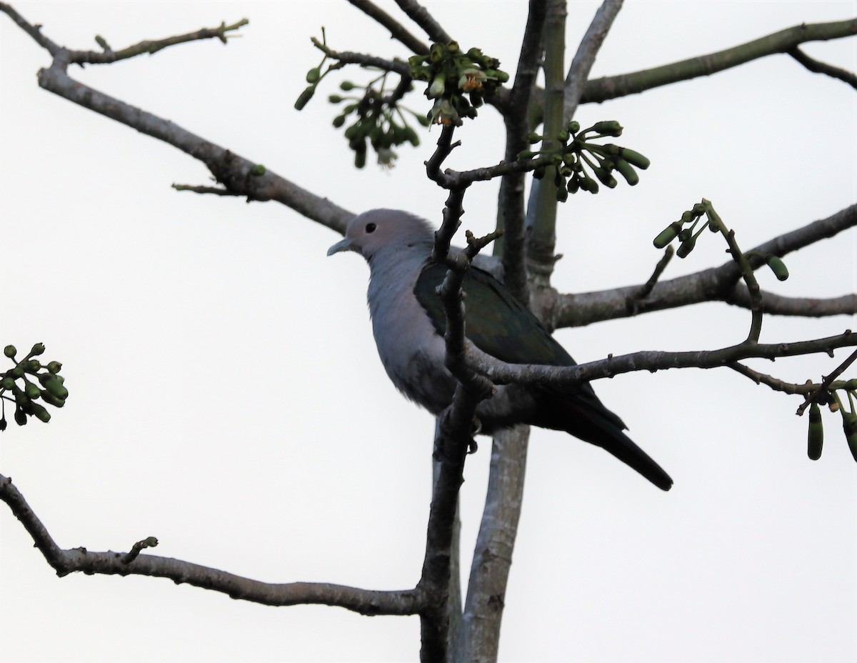 Green Imperial-Pigeon - ML618202938