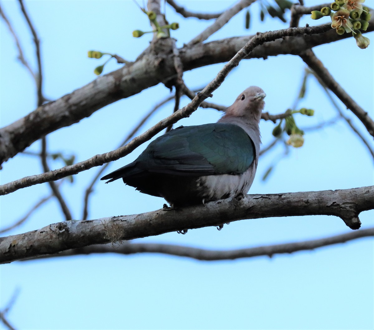 Green Imperial-Pigeon - ML618202941