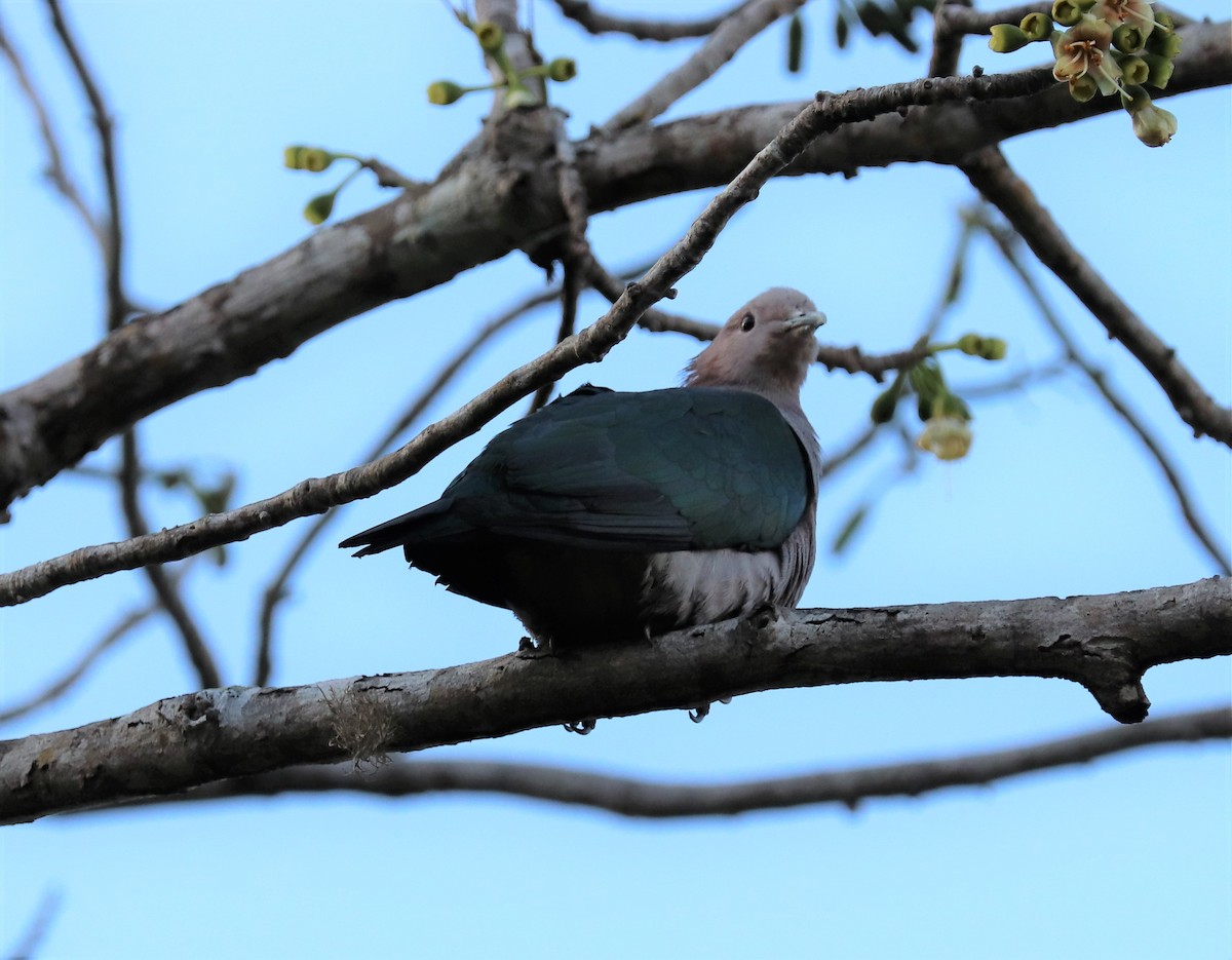 Green Imperial-Pigeon - ML618202942