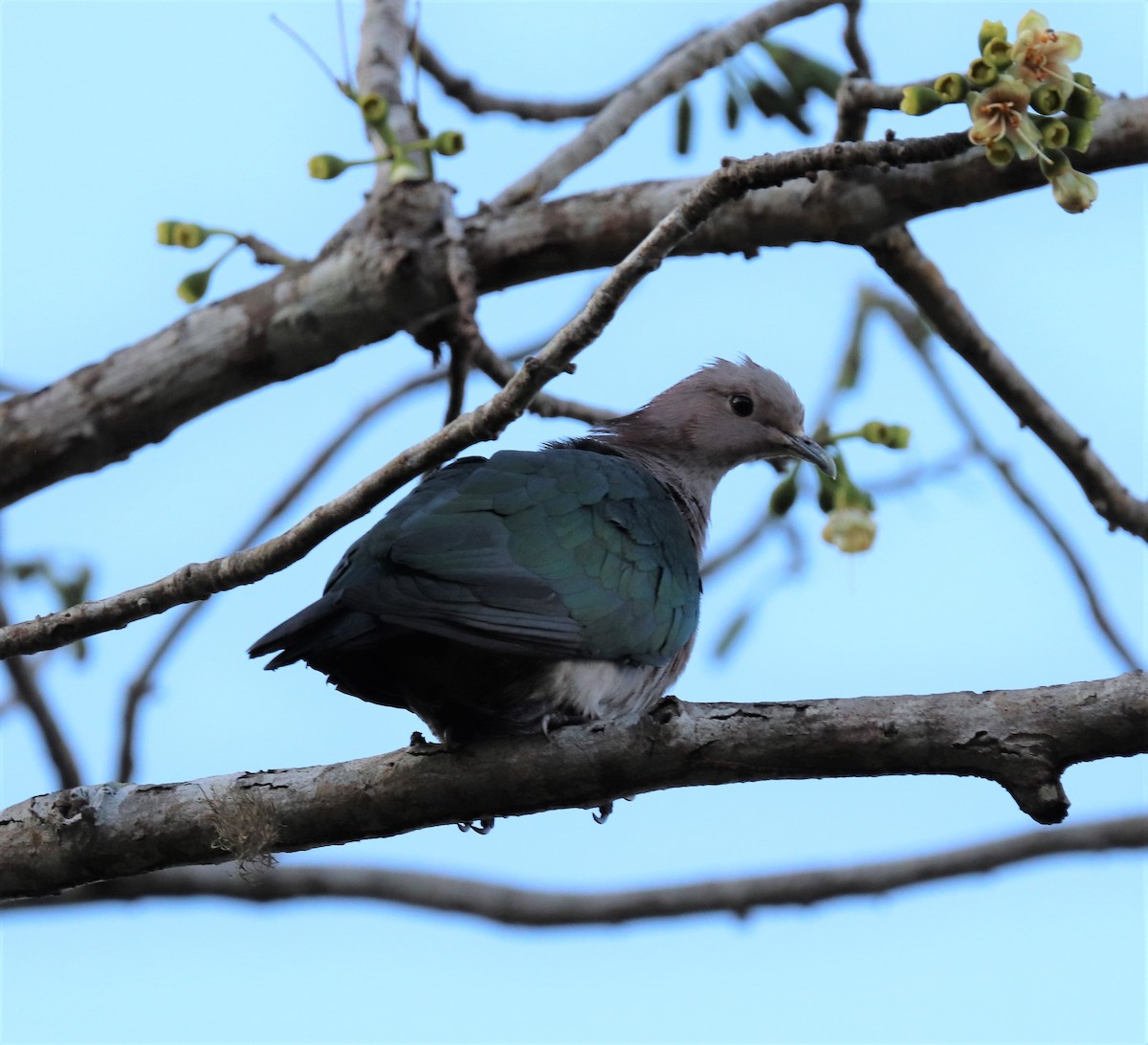 Green Imperial-Pigeon - ML618202943