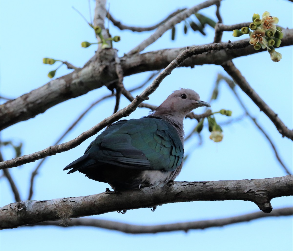 Green Imperial-Pigeon - ML618202944