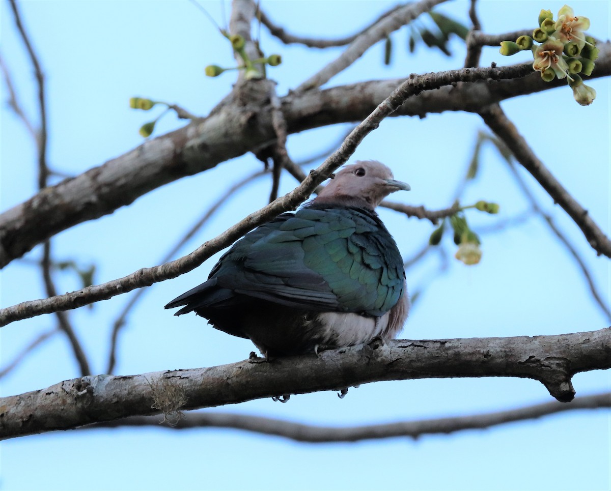 Green Imperial-Pigeon - ML618202945
