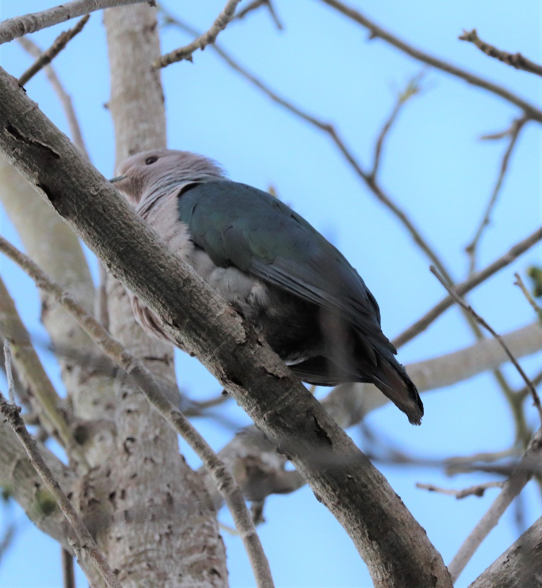 Green Imperial-Pigeon - ML618202946