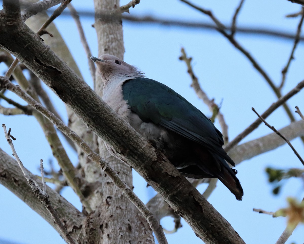 Green Imperial-Pigeon - ML618202948