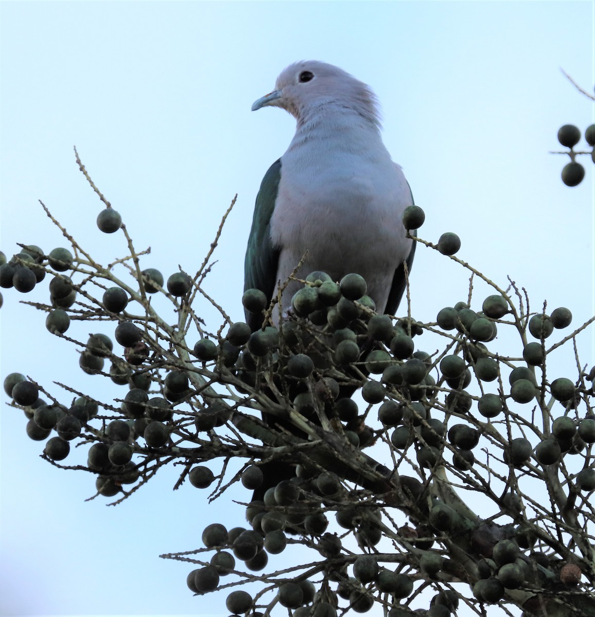 Green Imperial-Pigeon - ML618202949