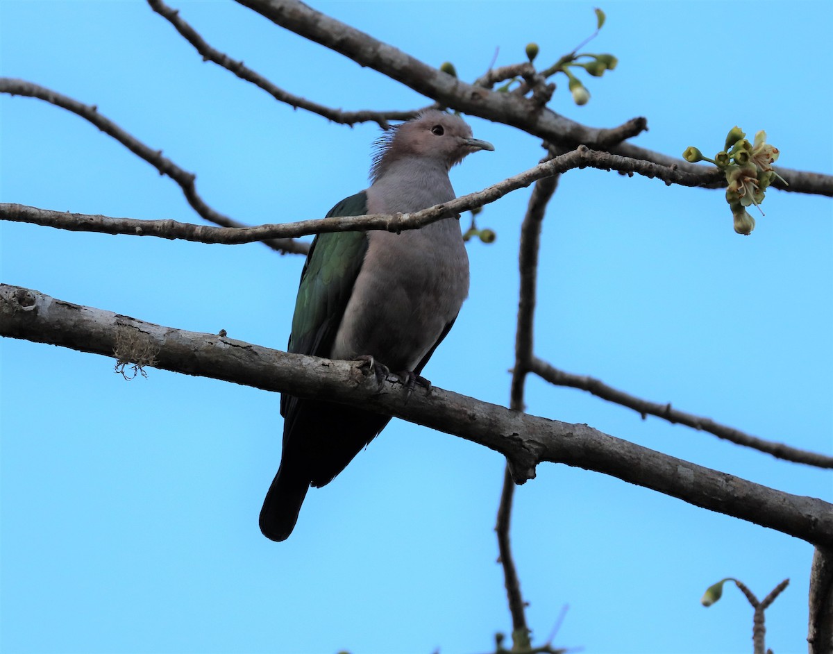 Green Imperial-Pigeon - ML618202950