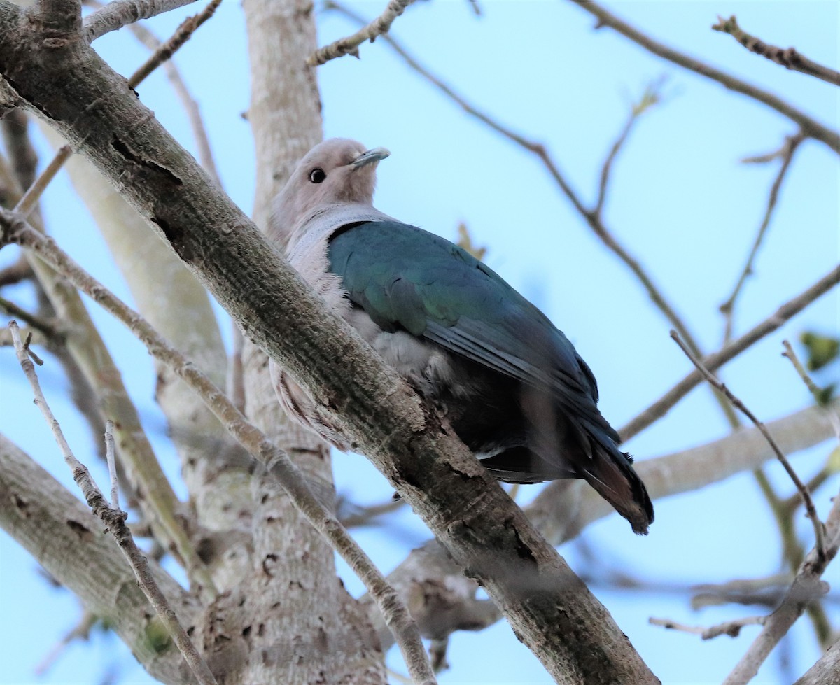 Green Imperial-Pigeon - ML618202951