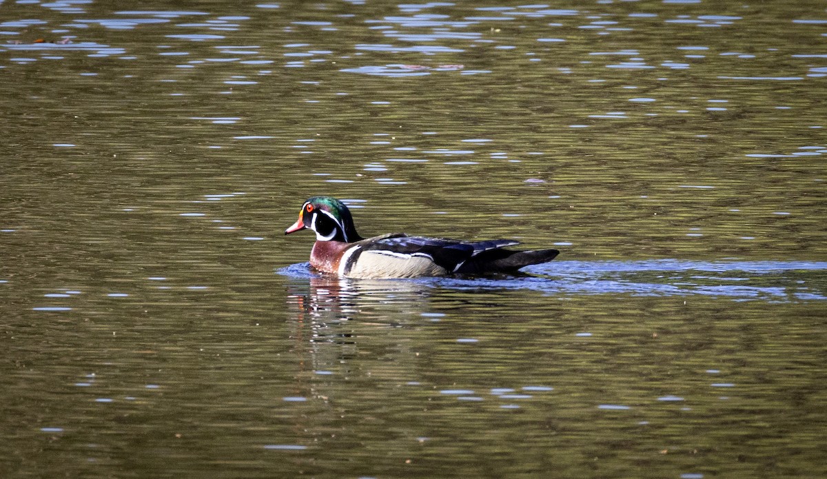 Wood Duck - ML618202954