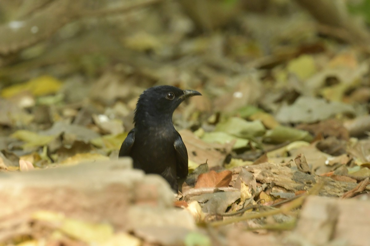 Square-tailed Drongo-Cuckoo - Supaporn Teamwong