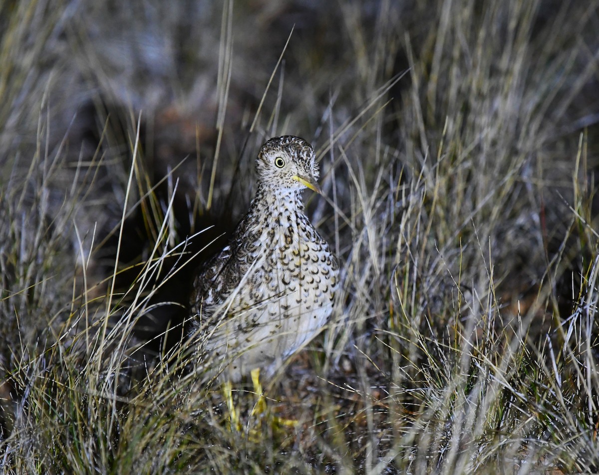 Plains-wanderer - Robert Anderson