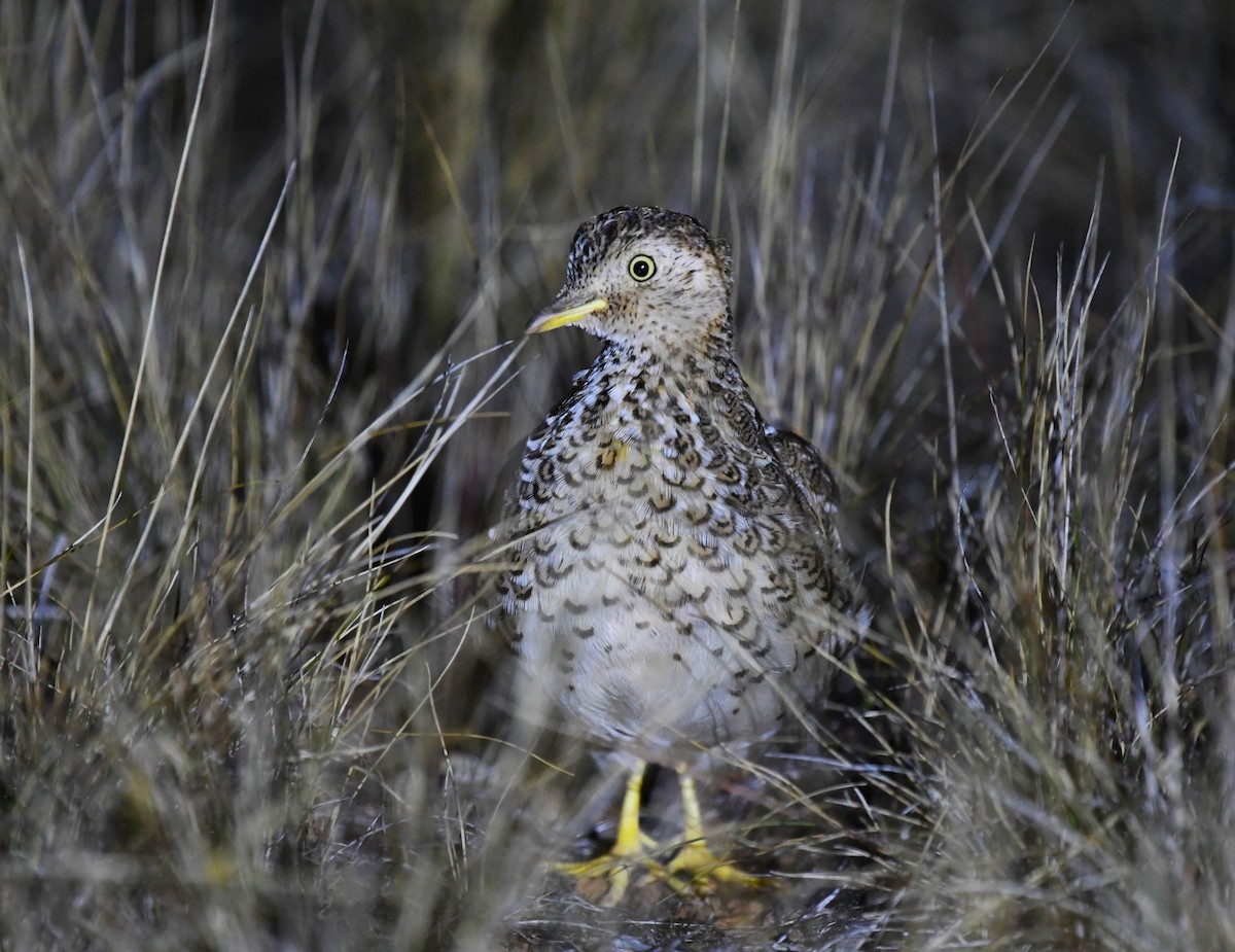 Plains-wanderer - Robert Anderson