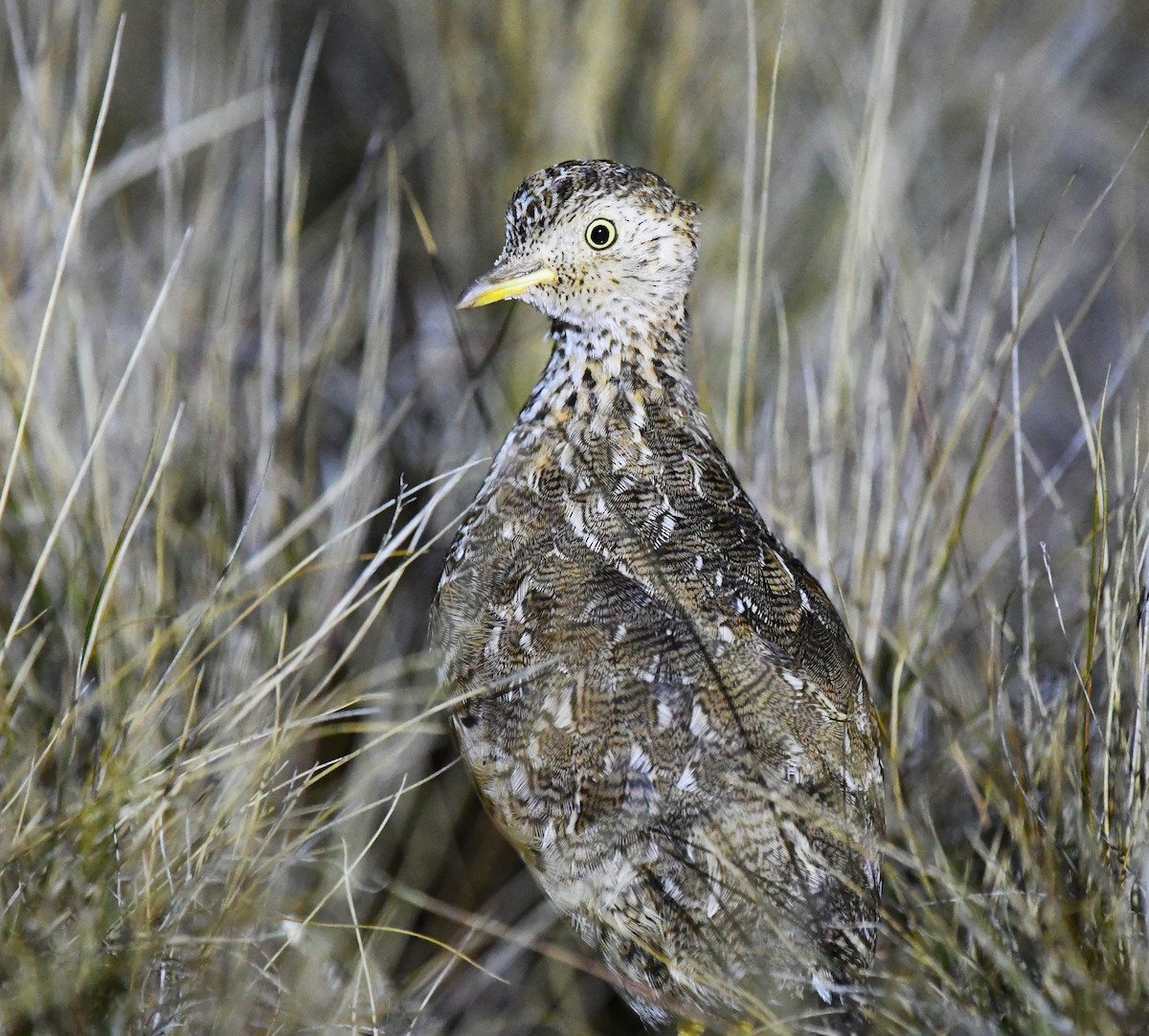 Plains-wanderer - Robert Anderson