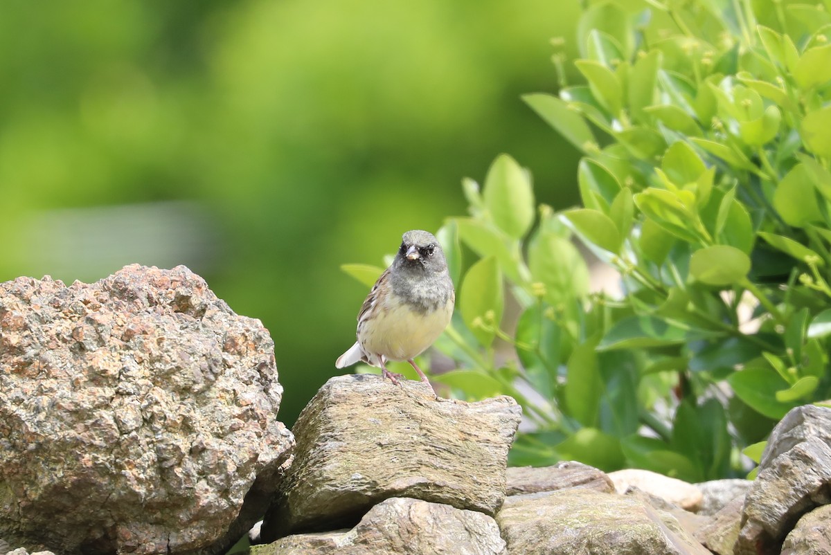 Black-faced Bunting - ML618203000