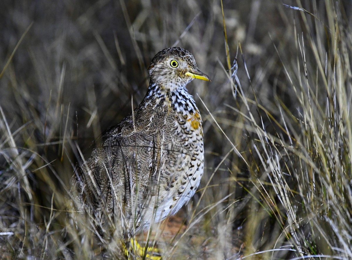 Plains-wanderer - Robert Anderson