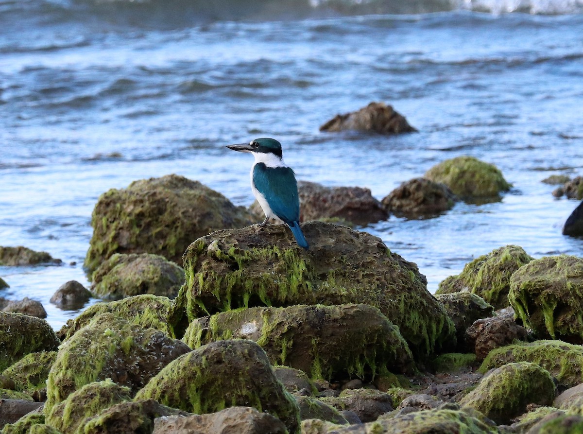 Collared Kingfisher - Sunil Zaveri