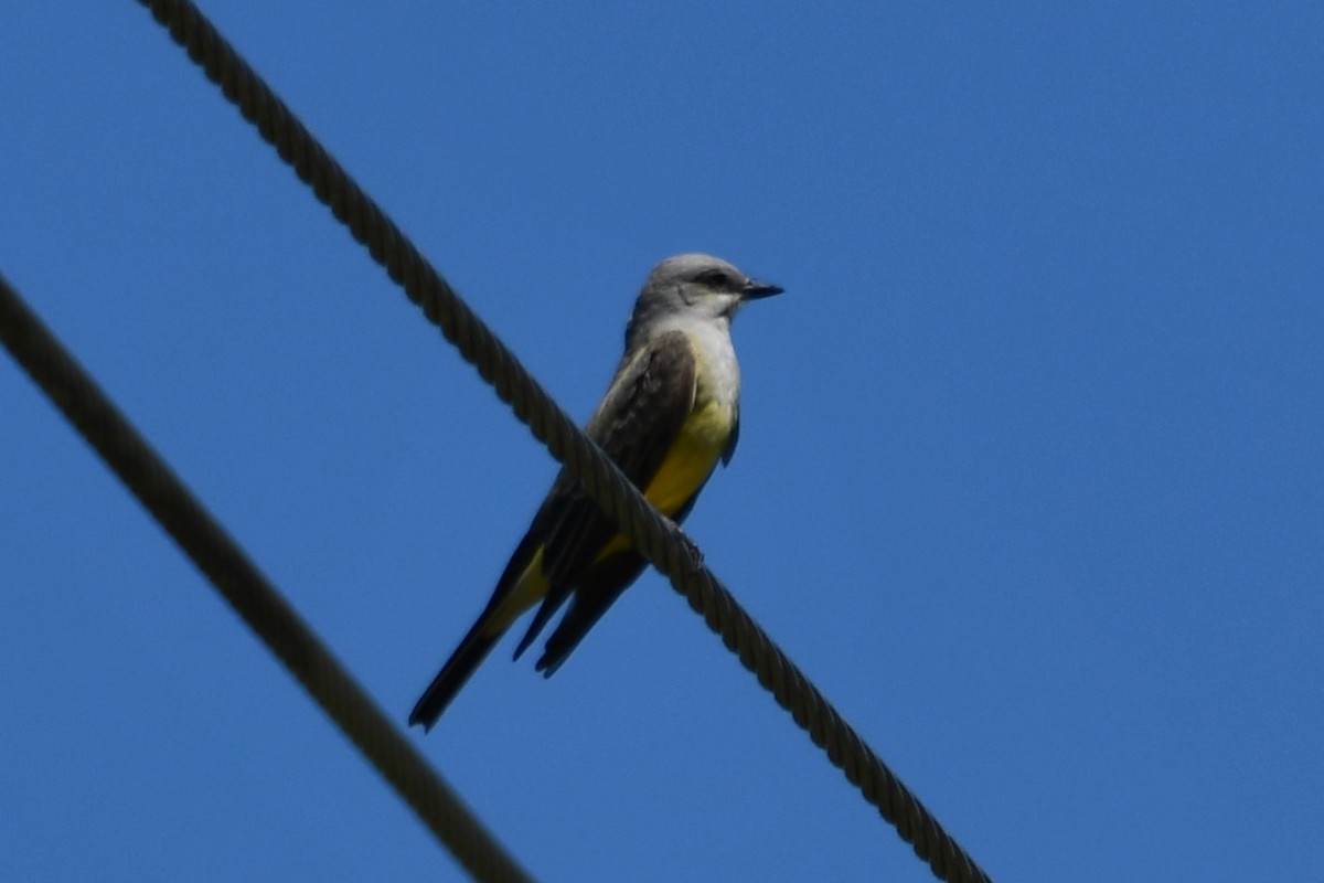 Western Kingbird - Carmen Ricer