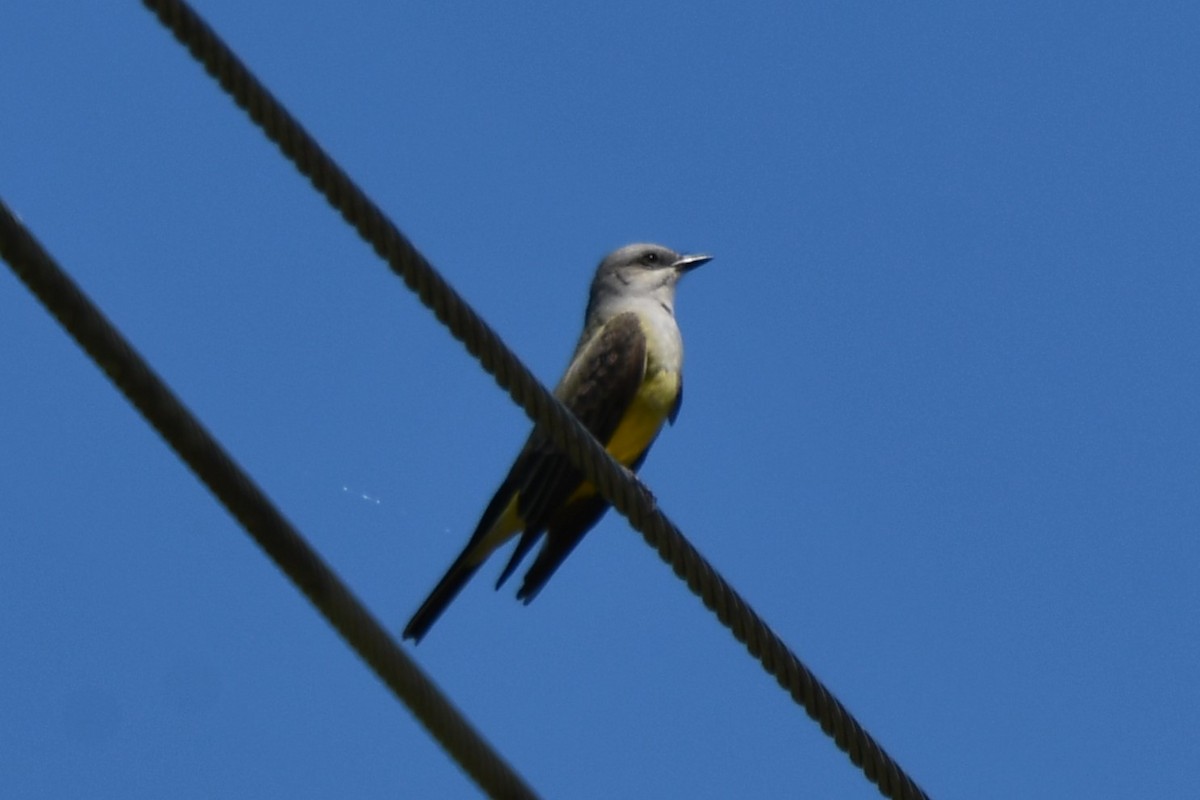 Western Kingbird - ML618203061