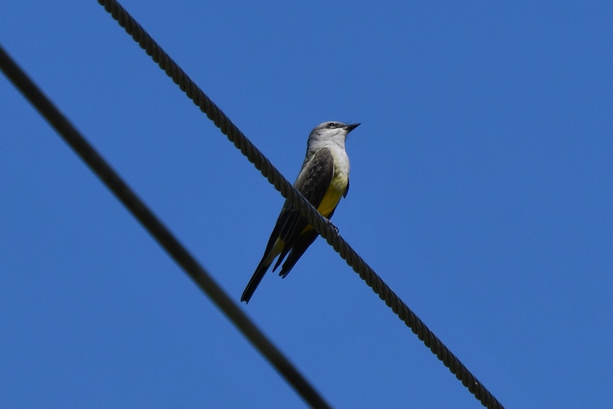 Western Kingbird - Carmen Ricer