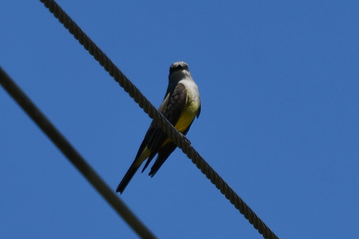 Western Kingbird - Carmen Ricer