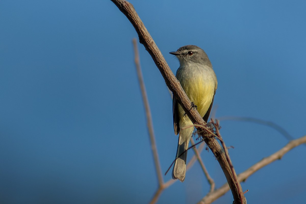 White-crested Tyrannulet - Enéas Junior