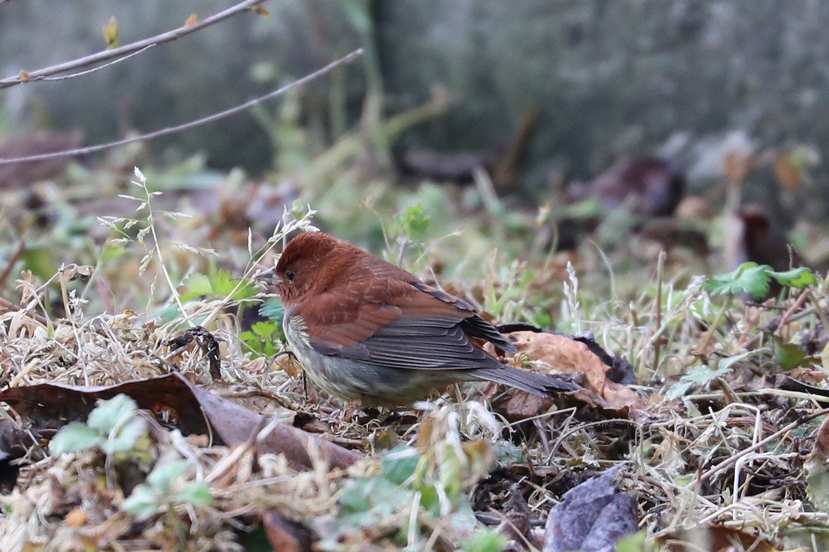 Chestnut Bunting - ML618203076